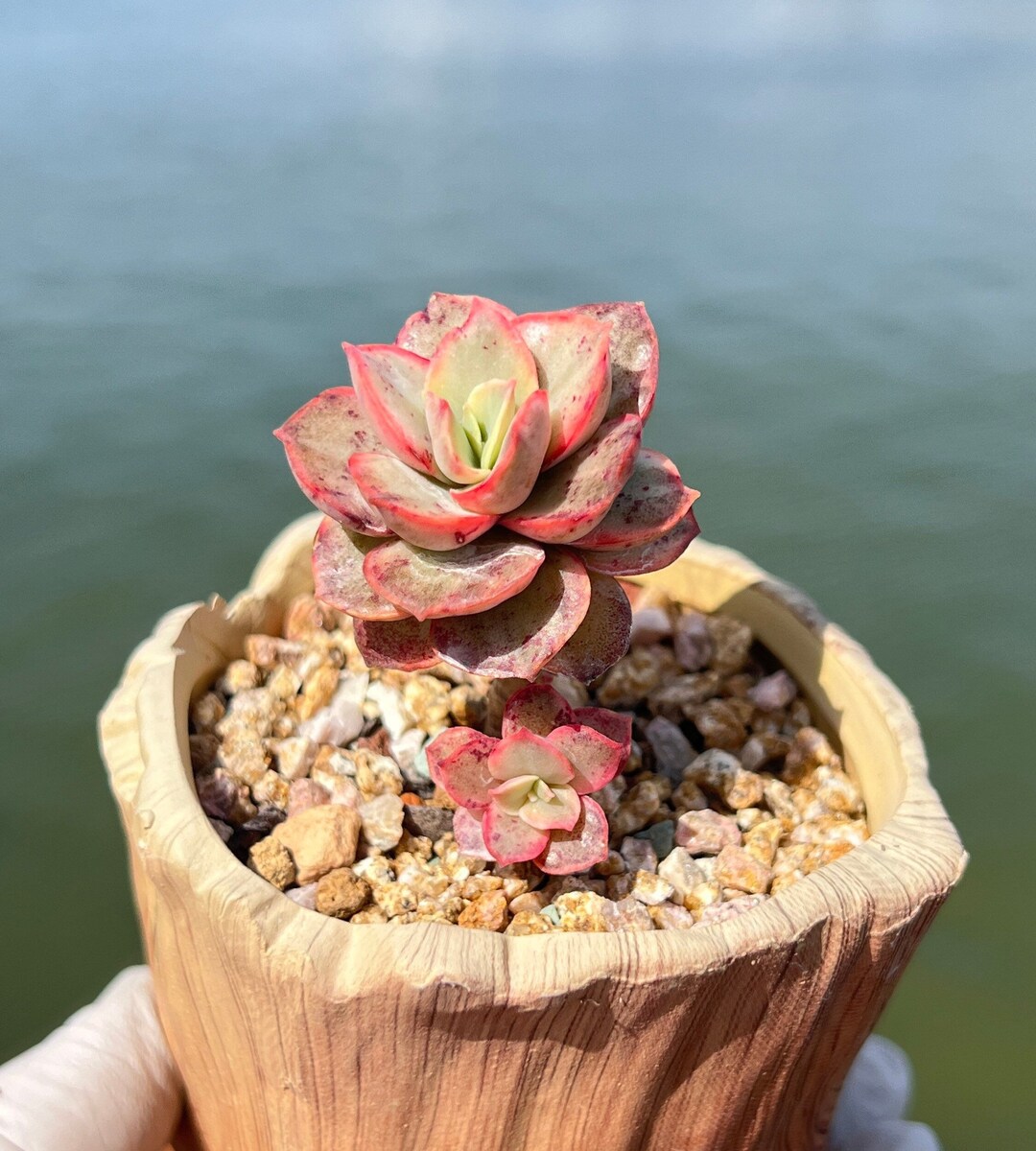 Imported Rare Echeveria Sunyan Variegated Succulent From Korea - Etsy