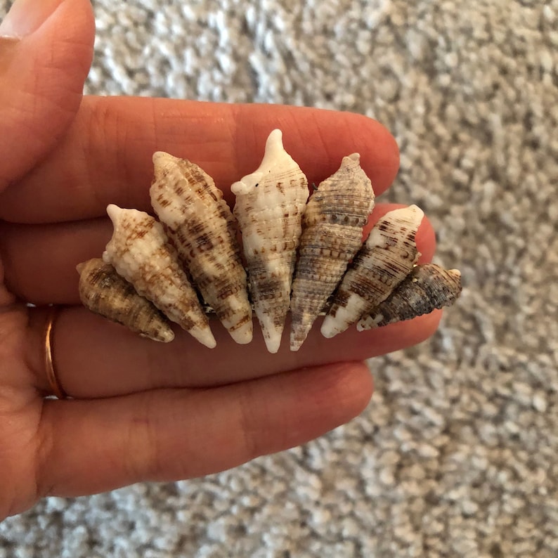 Mermaidcore seashell hair clip barrette for a beach lover mermaid image 5