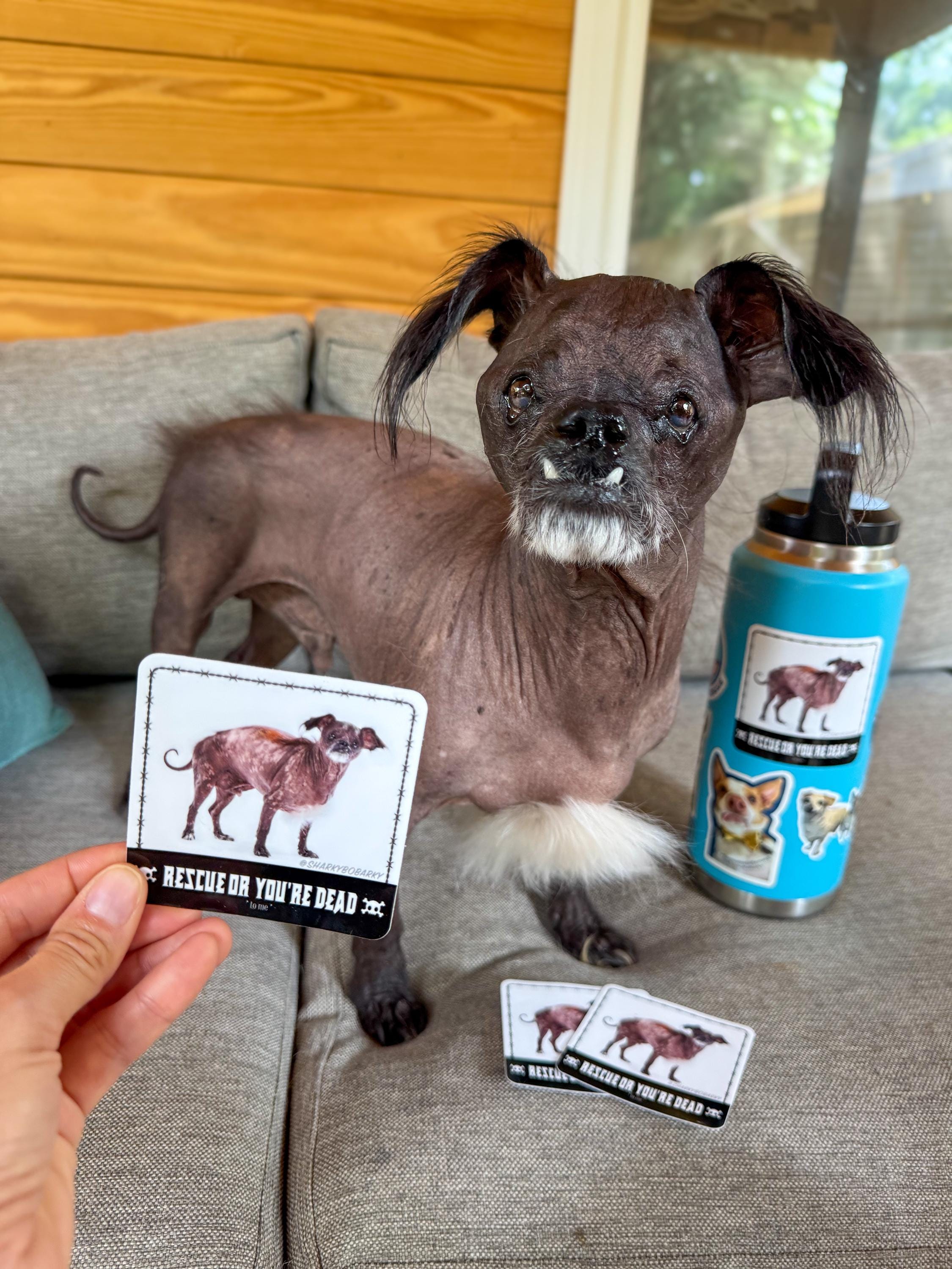 Fabio Fundraiser Sticker - Etsy
