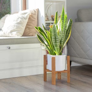 Puede incluir: Una planta de serpiente en una maceta de cerámica blanca sobre un soporte de madera. La planta tiene hojas a rayas verdes y amarillas. La maceta está colocada frente a una ventana con un alféizar blanco y un cojín gris.