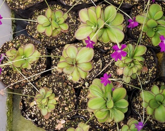 sold flower Pinguicula surface