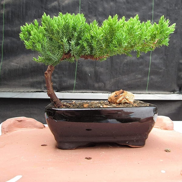 Bonsai Tree Live Indoor Plant - Juniper Bonsai Tree - Indoor Bonsai - Bonsai Tree Gift Live Bonsai Plant- Great Bonsai Starter