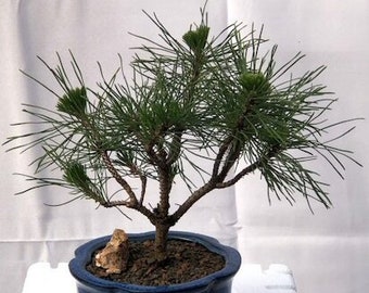 Outdoor Evergreen Bonsai Tree - Mugo Pine Bonsai Tree - Small