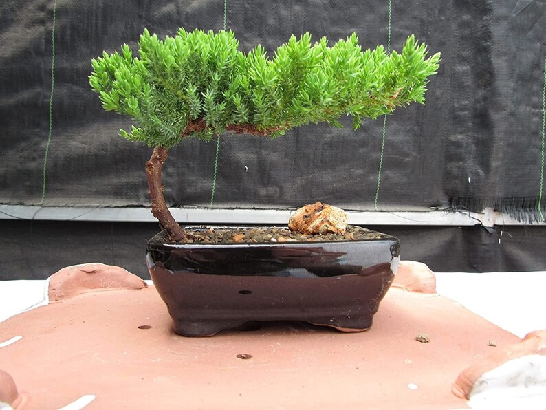 Bonsai Tree Live Indoor Plant Juniper Bonsai Tree Indoor Bonsai Bonsai
