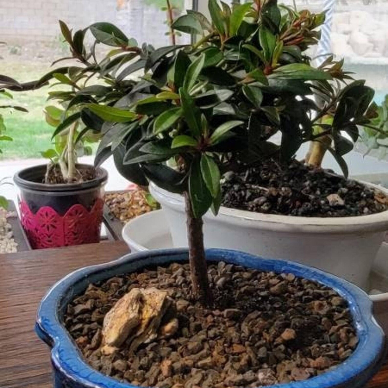 Flowering Brush Cherry Bonsai Tree Small Live Bonsai Etsy