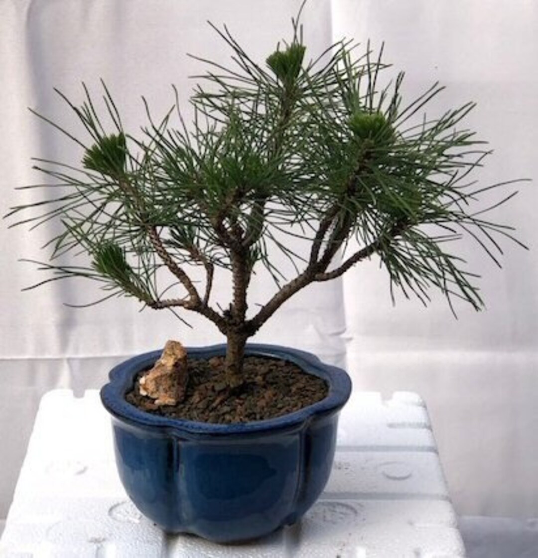 Outdoor Evergreen Bonsai Tree Mugo Pine Bonsai Tree Small Etsy