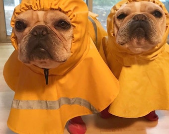 pug in raincoat