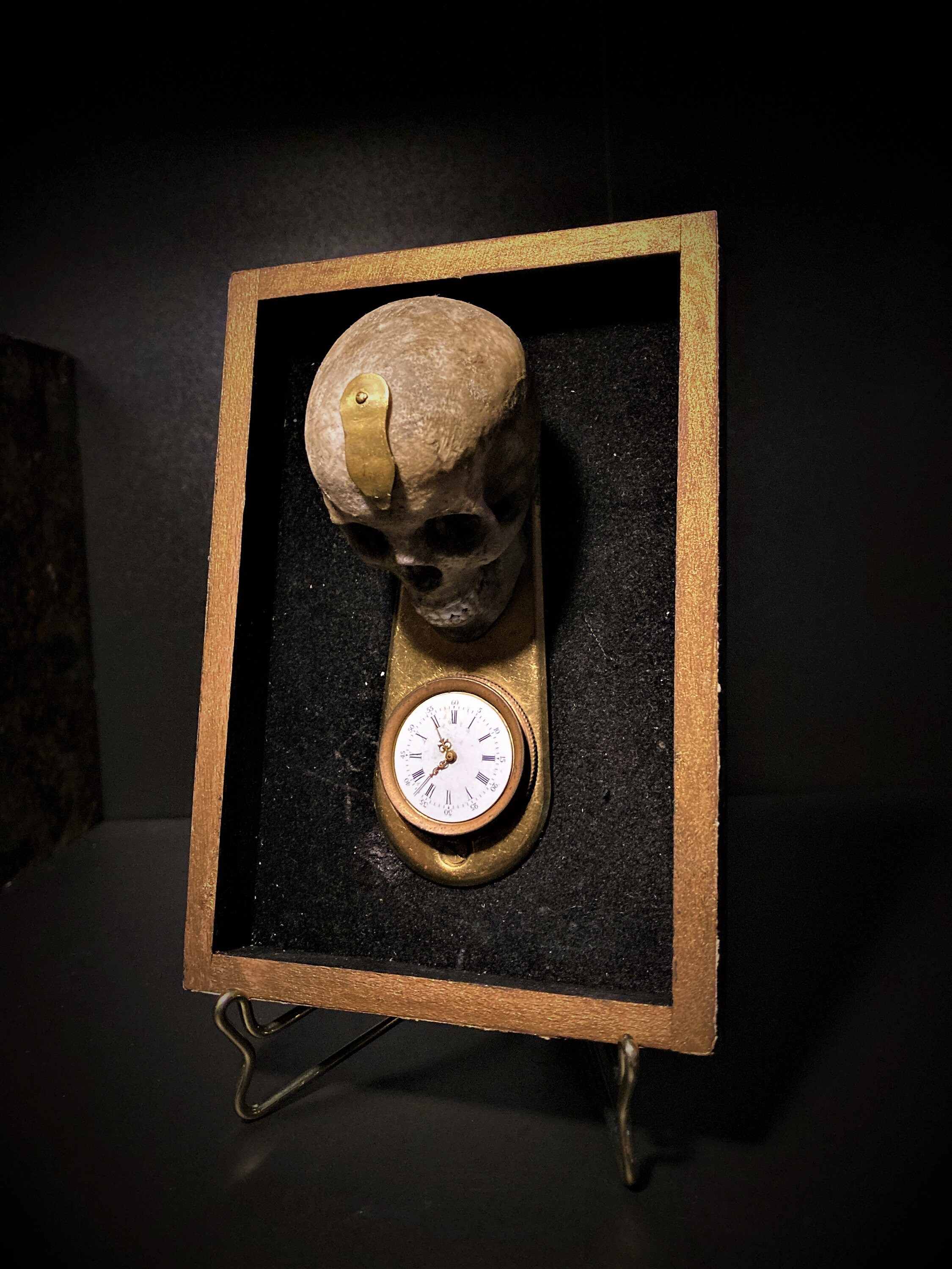 Crâne Style Vanité Memento Mori Encadré Cabinet de Curiosité