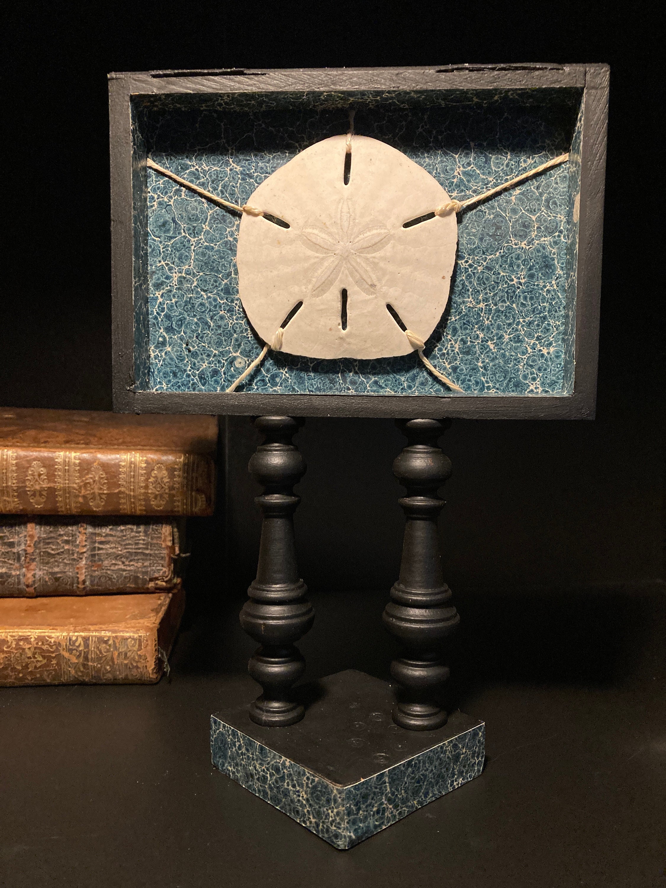 Test d'oursin Dollar Dans Cadre sur Présentoire Bois Tourné Cabinet de Curiosité