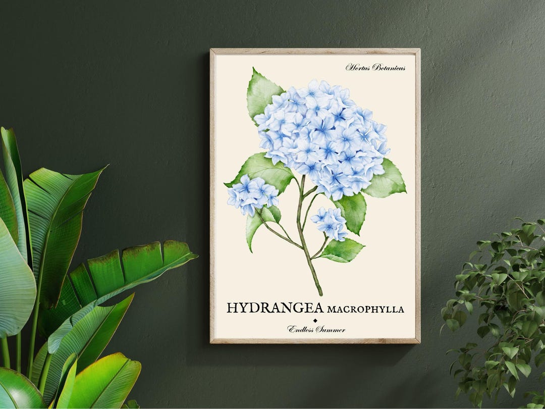 Vintage Hydrangea Botanical Print | Floral Wall Art | Digital Download ...