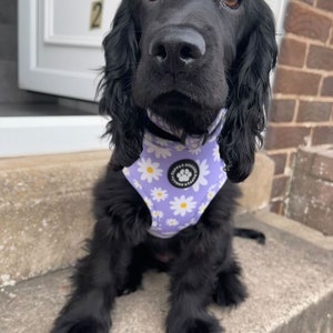 Pu&ograve; includere: Un cucciolo di cocker spaniel nero che indossa un'imbracatura per cani a stampa di margherite bianche e viola. L'imbracatura ha un logo bianco a forma di zampa che dice "Happy Doggies".