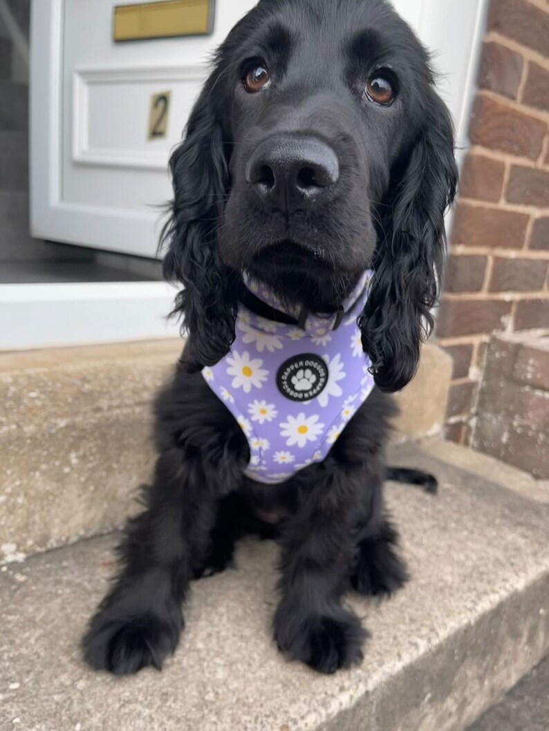 Pu&ograve; includere: Un cucciolo di cocker spaniel nero che indossa un'imbracatura per cani a stampa di margherite bianche e viola. L'imbracatura ha un logo bianco a forma di zampa che dice "Happy Doggies".