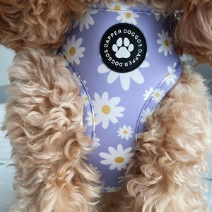 Pu&ograve; includere: Un'imbracatura per cani viola con un motivo a margherita bianca. L'imbracatura ha una fibbia nera con il testo "Dapper Doggos" stampato su di essa.