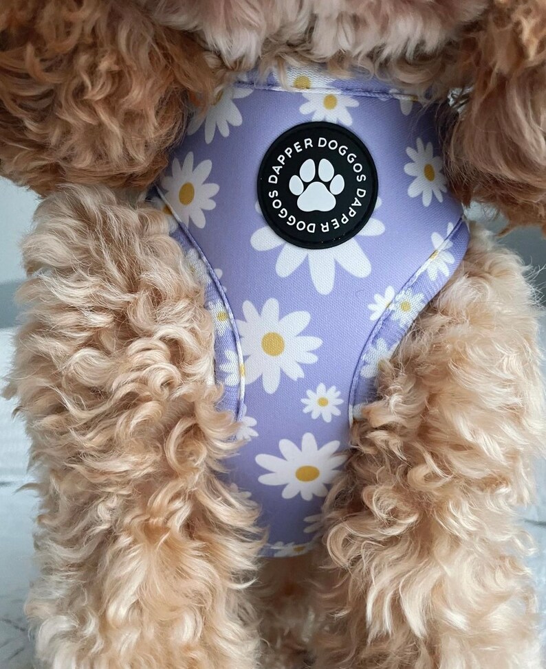Pu&ograve; includere: Un'imbracatura per cani viola con un motivo a margherita bianca. L'imbracatura ha una fibbia nera con il testo "Dapper Doggos" stampato su di essa.