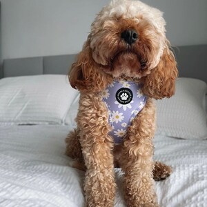 Pu&ograve; includere: Un piccolo cane marrone chiaro che indossa un'imbracatura con stampa di margherite bianche e viola con il testo "Dapper Doggos" sul davanti. Il cane &egrave; seduto su un letto bianco.