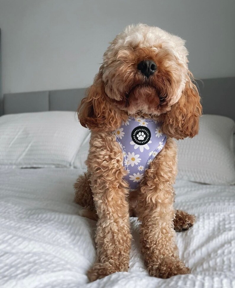 Pu&ograve; includere: Un piccolo cane marrone chiaro che indossa un'imbracatura con stampa di margherite bianche e viola con il testo "Dapper Doggos" sul davanti. Il cane &egrave; seduto su un letto bianco.