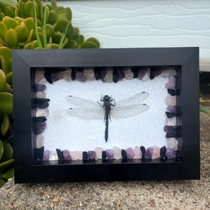 Dragonfly - Real Specimen