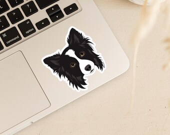 May include: A black and white border collie dog with brown eyes looking directly at the camera. The dog's head and shoulders are visible in the image.