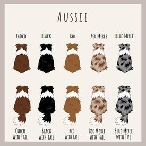 May include: A chart showing different color variations of Australian Shepherd dogs, with and without tails. The colors include chocolate, black, red, red merle, and blue merle.