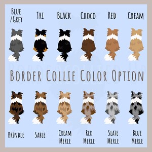 May include: Chart showing different Border Collie color options. The chart shows 10 different color variations of the dog breed, including blue merle, sable, red merle, and brindle.