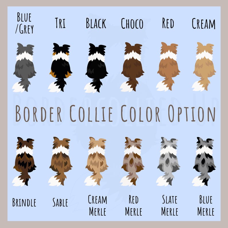 May include: Chart showing different Border Collie color options. The chart shows 10 different color variations of the dog breed, including blue merle, sable, red merle, and brindle.