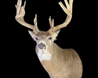 Whitetail Deer Shoulder Mount - Etsy