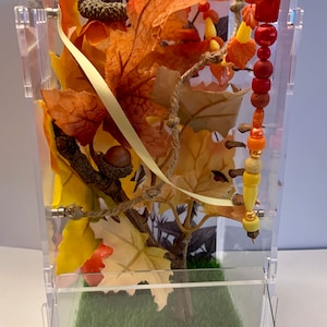Autumn Tree Jumping Spider Enclosure Habitat