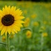 MiniCowPhotographyCo