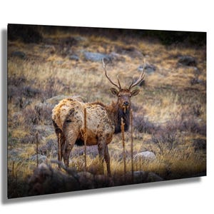 Elk Rocky Mountain Art, Wildlife Wall Decor, Nature Home Accent, Animal Lovers Gift, Scenic Outdoor Print, Office Decoration