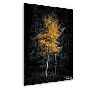 Colorado Aspen Wall Art: Autumn Trees - Rustic Cabin Decor