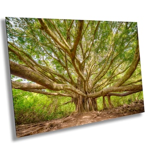 May include: A large, sprawling banyan tree with thick, gnarled branches and a dense canopy of green leaves. The tree's roots extend out from the trunk and into the surrounding ground.