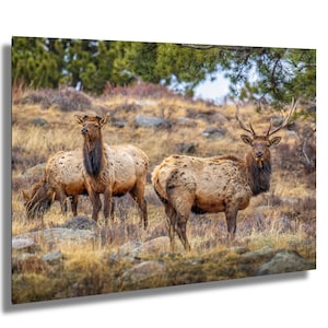 Elk Rocky Mountain Print, Wildlife Wall Decor, Nature Home Art, Animal Lovers Gift, Outdoor Scenic Illustration, Office Decoration