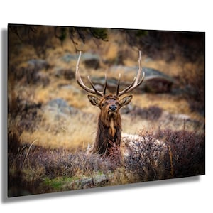 Rocky Mountain Elk Print, Wildlife Wall Decor, Nature Home Art, Animal Lover Gift, Rustic Outdoor Accent, Office Display