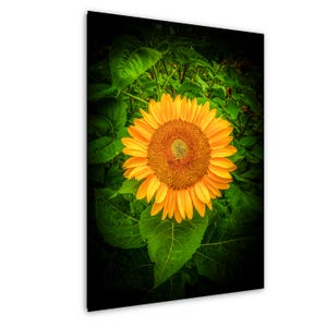 Foto tramonto girasole - Stampe fotografiche artistiche di alta qualità - Immagine artistica da parete della natura - Colorado