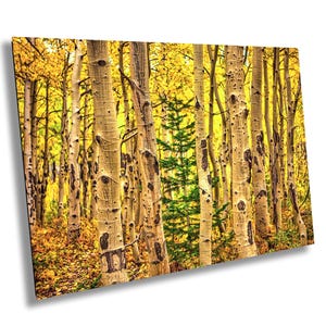 Wall Art, Canvas, Colorado, Aspen Tree Landscape Print, Autumn Foliage Decor, Big Crested Butte Nature Gift
