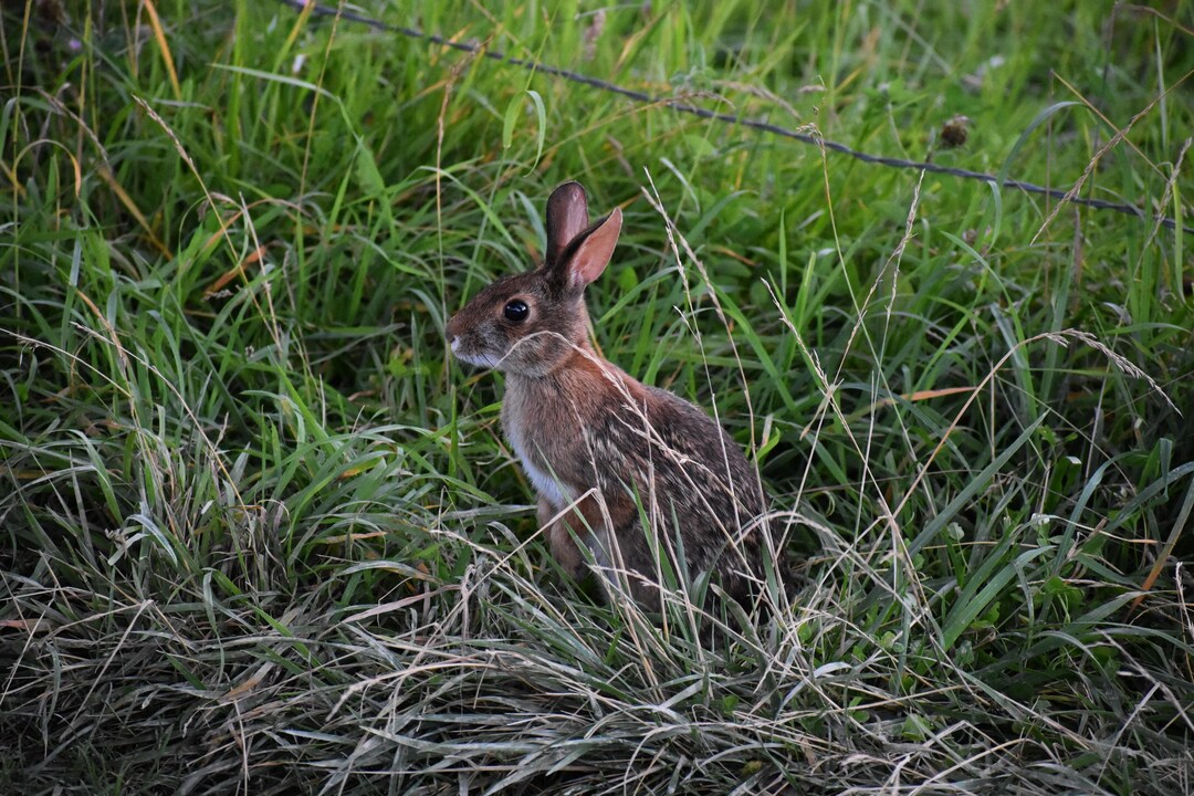 Smokey Mountains Rabbit Photo Bunny Photo Mountains Nature Photography ...