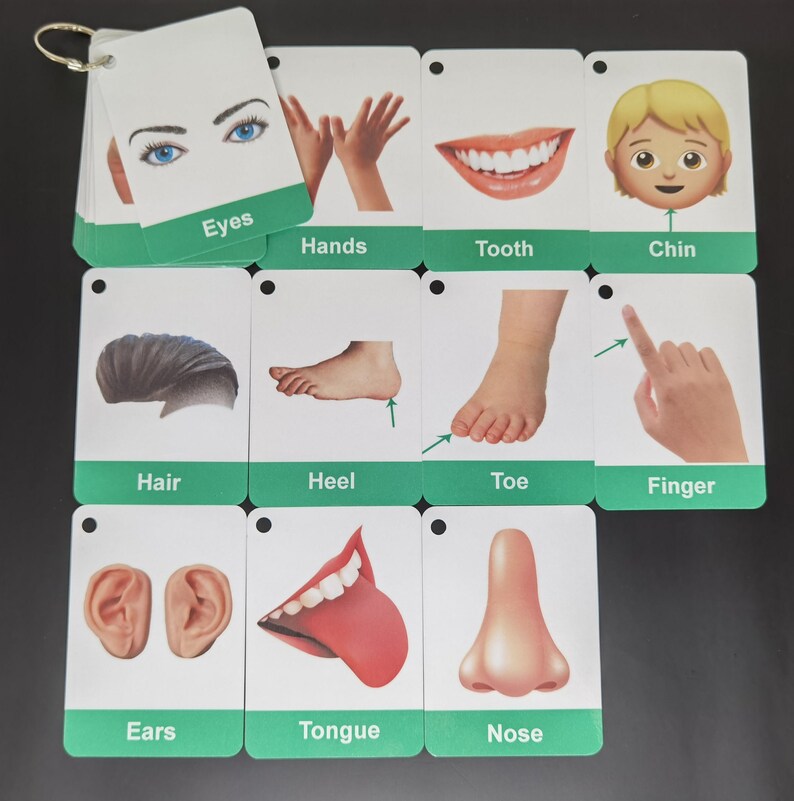 Human Body Parts Flashcards Body Parts Name Flashcards for Etsy UK