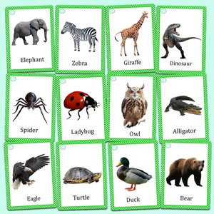 Op de afbeelding: Een set van twaalf flashcards met dierenafbeeldingen. Elke kaart heeft een groene rand en een witte achtergrond met een dierenillustratie en de naam. Dieren zijn onder meer een olifant, zebra, giraf, dinosaurus, spin, lieveheersbeestje, uil, alligator, adelaar, schildpad, eend en beer.