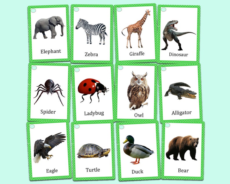 Op de afbeelding: Een set van twaalf flashcards met dierenafbeeldingen. Elke kaart heeft een groene rand en een witte achtergrond met een dierenillustratie en de naam. Dieren zijn onder meer een olifant, zebra, giraf, dinosaurus, spin, lieveheersbeestje, uil, alligator, adelaar, schildpad, eend en beer.