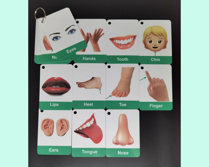 Human Body Parts Flashcards Body Parts Name Flashcards for Etsy UK