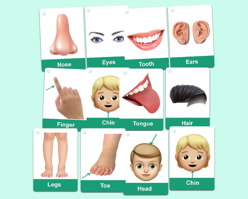 Human Body Parts Flashcards Body Parts Name Flashcards for Etsy UK