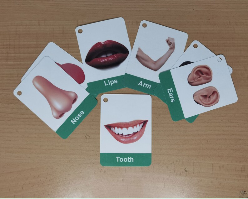 Human Body Parts Flashcards Body Parts Name Flashcards for Etsy UK