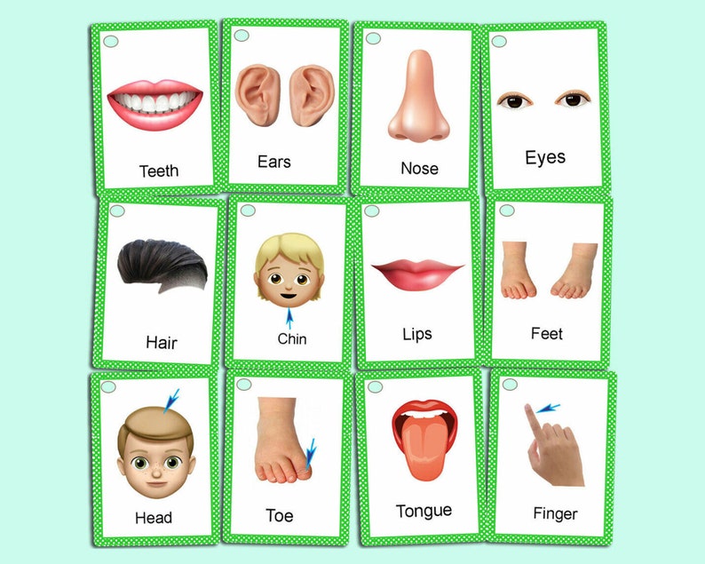 Op de afbeelding: Een set flashcards met groene randen, elk met een ander lichaamsdeel. De kaarten tonen afbeeldingen van tanden, oren, een neus, ogen, haar, een kin, lippen, voeten, een hoofd, een teen, een tong en een vinger. Elke kaart heeft de naam van het lichaamsdeel.