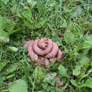 May include: A brown animal dropping lies in a patch of green grass and weeds. The faeces is a swirl of brown, with lighter areas. The grass is a mix of green shades, with some broadleaf weeds.
