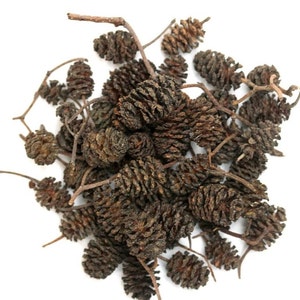 Alder cone shrimp 50gr, blackwater, Betta fish aquarium, water conditioner, Free shipping worldwide
