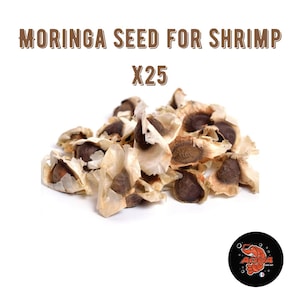 Moringa seed for shrimp /shrimpfood /neocaridina /red cherry /fishtank /live shrimp