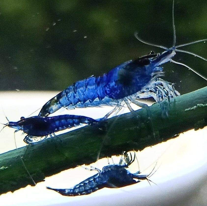 Nettle Shrimp Lollies/ Red Cherry/ Fishtank/ Food For Shrimp