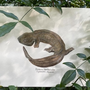 May include: A watercolour painting of an Eastern Hellbender salamander, Cryptobranchus alleganiensis, in brown and tan hues. The artwork is on cream paper, framed by green leaves. The salamander is shown curled up. The text "Eastern Hellbender" is visible.