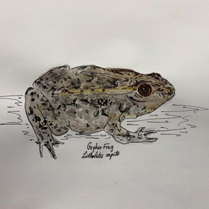 Könnte beinhalten: Aquarellillustration eines Gopher-Frosches, Lithobates capito, in Grau-, Braun- und Schwarztönen. Der Frosch ist im Seitenprofil dargestellt, mit detaillierten Markierungen und einer strukturierten Erscheinung. Der Text "Gopher Frog Lithobates capito" ist vorhanden.