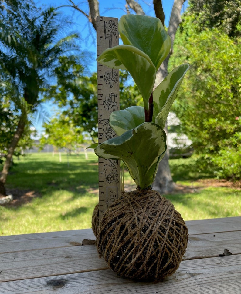 sale discontinued Kokedama Ball Peperomia (Rubber Plant